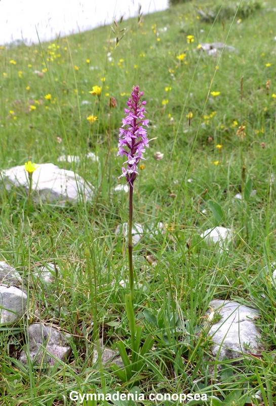 Le orchidee di Vallepietra nel Parco Naturale dei Monti Simbruini (Roma).